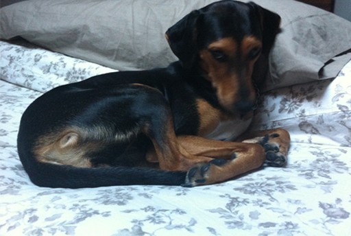 Mila se rescató de la perrera de Mairena. La salvamos por un pelo, tenía fecha de sacrificio a las 24hrs. Entró en perrera con 9 meses y allí se quedó preñada. Su extrema delgadez la salvó hasta que se dieron cuenta y fijaron su ejecución. Llegó con diarrea hemorrágica, parásitos intestinales, otitis, tos de la perrera, su avanzado estado de embarazo dificultó la medicación y una semana después en estas condiciones físicas tan precarias, parió a seis cachorros preciosos y dentro de lo que cabe, sanos. Aun siendo todavía una cachorrina, supo estar a la altura y amamantó los pequeños hasta el destete, los limpió y educó... Es mi heroína, mi sol y mi alegría... Mila se rescató de la perrera de Mairena. La salvamos por un pelo, tenía fecha de sacrificio a las 24hrs. Entró en perrera con 9 meses y allí se quedó preñada. Su extrema delgadez la salvó hasta que se dieron cuenta y fijaron su ejecución. Llegó con diarrea hemorrágica, parásitos intestinales, otitis, tos de la perrera, su avanzado estado de embarazo dificultó la medicación y una semana después en estas condiciones físicas tan precarias, parió a seis cachorros preciosos y dentro de lo que cabe, sanos. Aun siendo todavía una cachorrina, supo estar a la altura y amamantó los pequeños hasta el destete, los limpió y educó... Es mi heroína, mi sol y mi alegría...